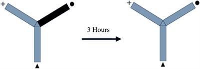 Doxorubicin impairs cognitive function by upregulating AMPAR and NMDAR subunit expression and increasing neuroinflammation, oxidative stress, and apoptosis in the brain